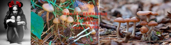 каннабис Осташков